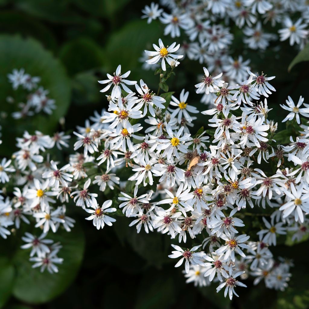 Aster divaricatus - Sneeuwaster