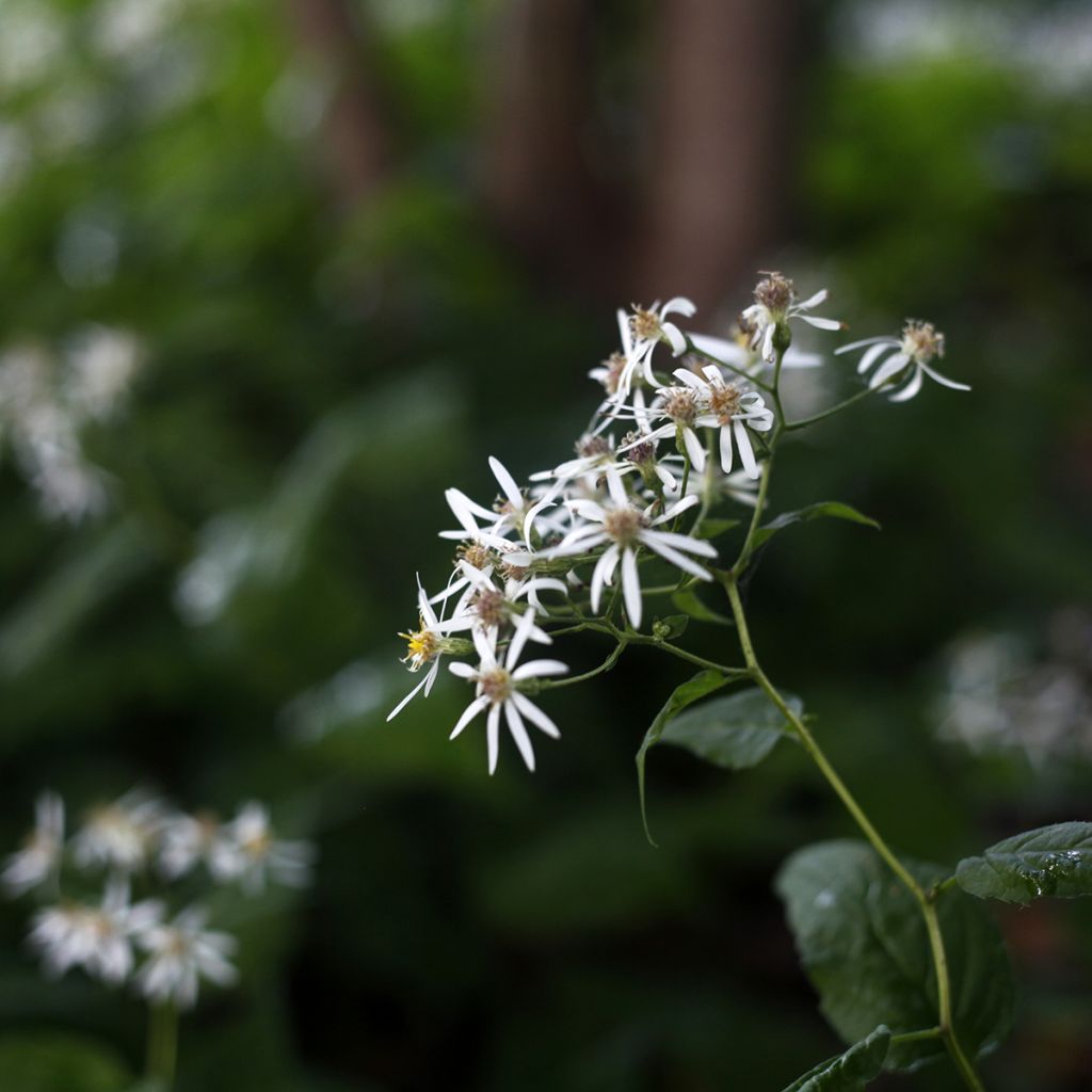 Aster divaricatus - Sneeuwaster