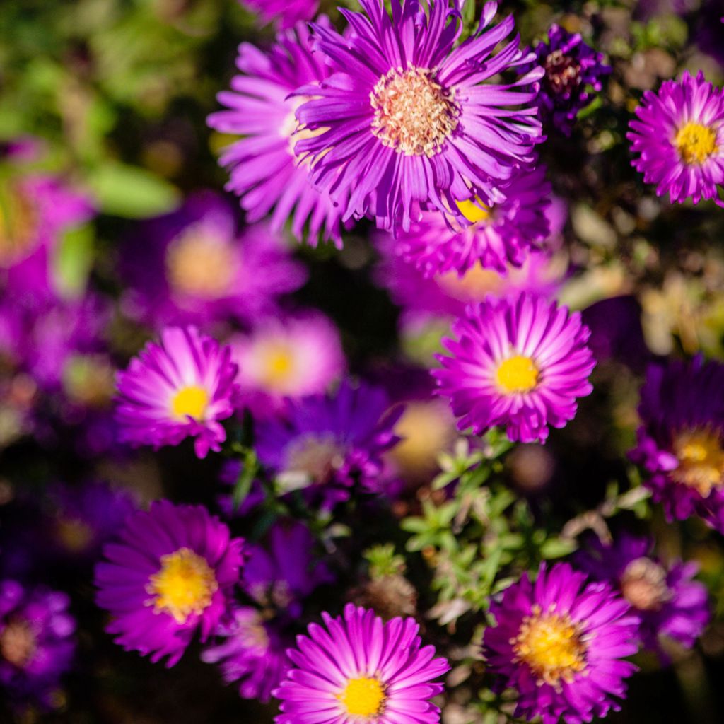Aster dumosus Anneke - Dwergaster