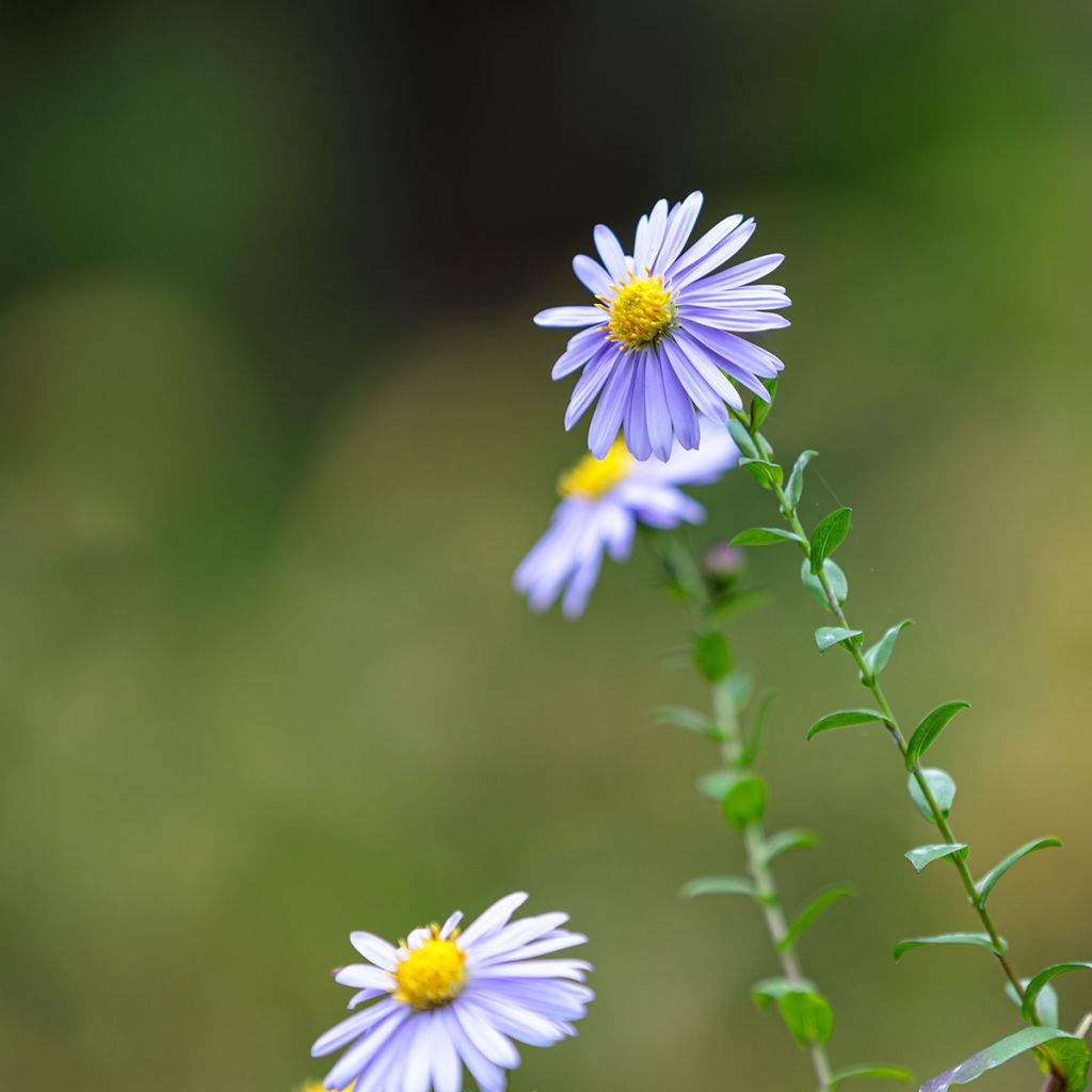 Aster Lady In Blue - Dwergaster