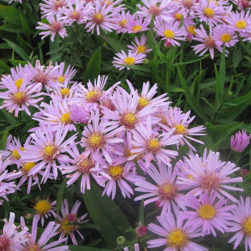 Aster dumosus Peter Harrison - Dwergaster