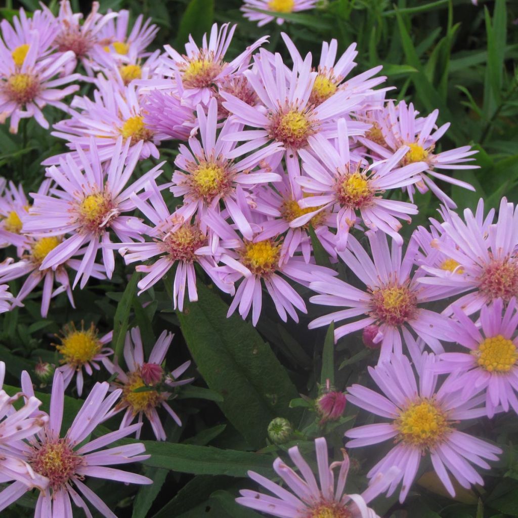 Aster dumosus Peter Harrison - Dwergaster