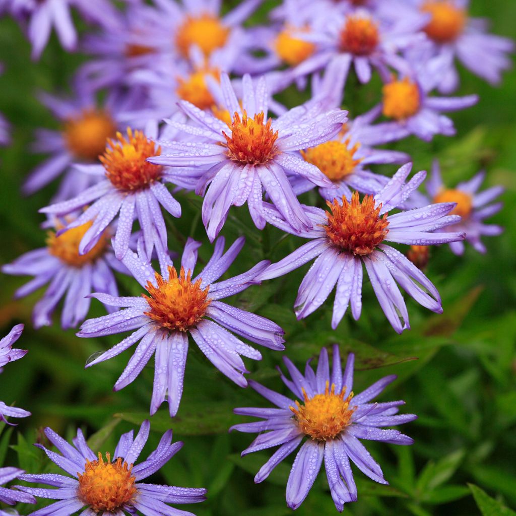 Aster dumosus Professeur Anton Kippenberg - Dwergaster