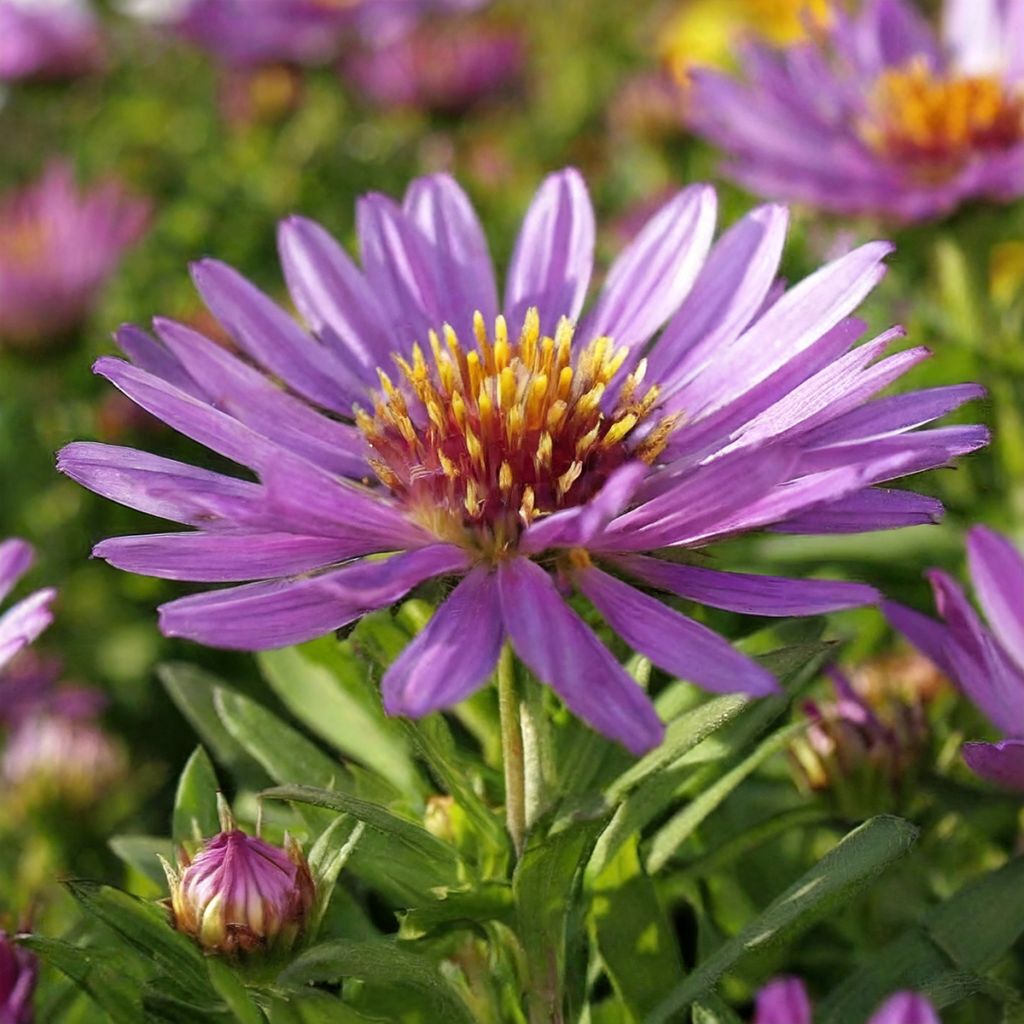 Woods Purple - Nieuw-Nederlandse aster