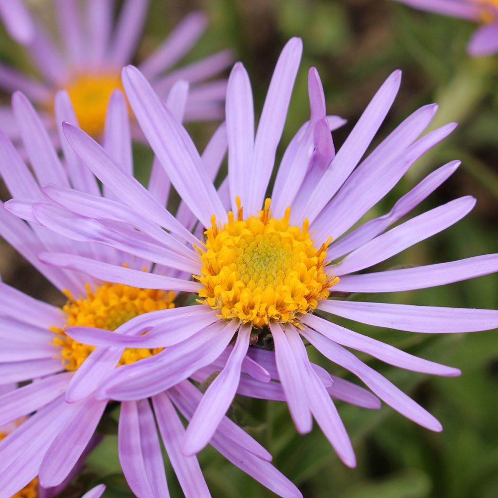 Aster farreri - Herfstaster