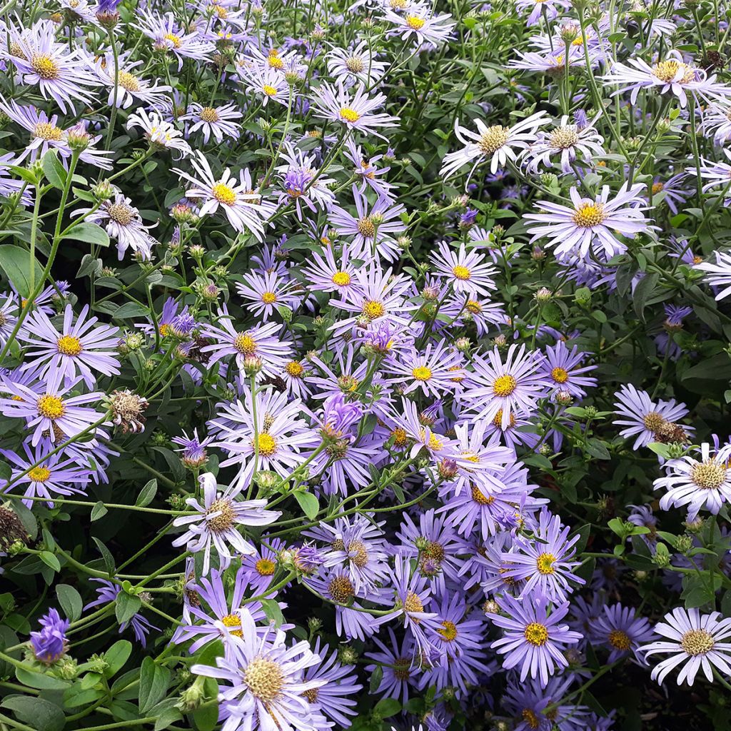 Aster laevis - Gladde aster