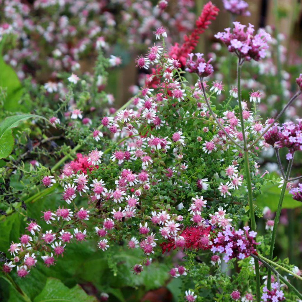 Aster lateriflorus Horizontalis - Herfstaster