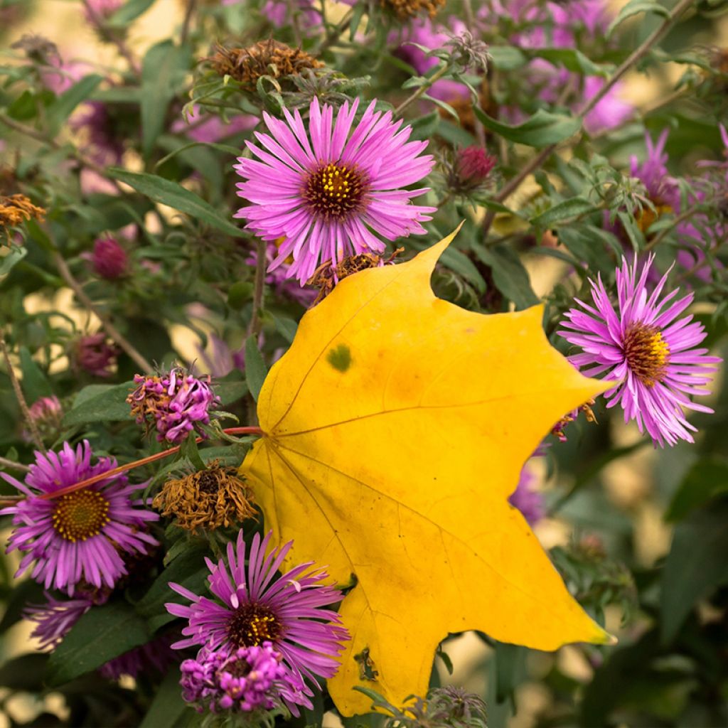 Aster novae-angliae Barrs Pink - Nieuw-Engelse aster