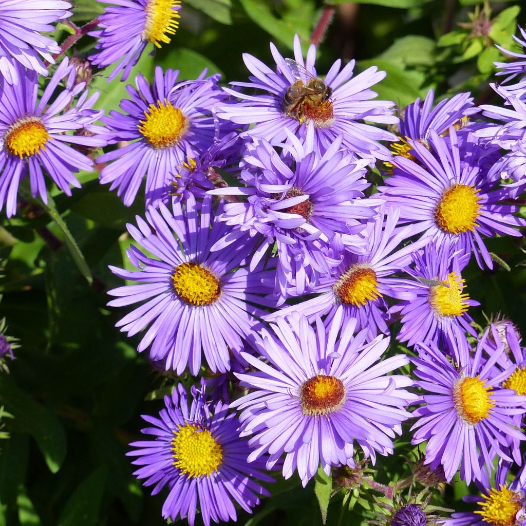 Aster novae-angliae Barrs Blue - Nieuw-Engelse aster