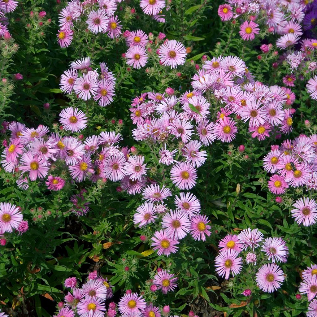 Aster novae-angliae Madame Loyau - Nieuw-Engelse aster