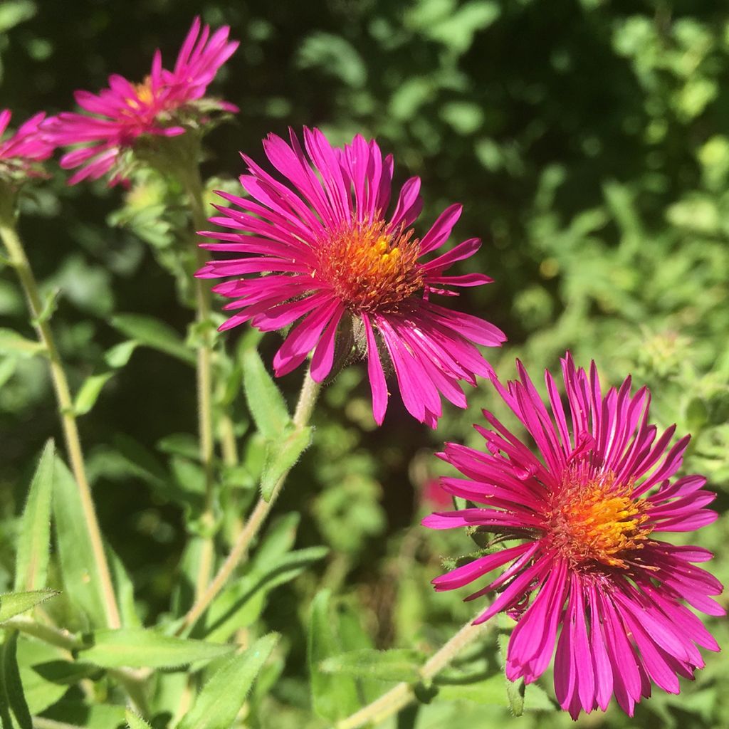 Aster novae-angliae Septemberrubin - Nieuw-Engelse aster