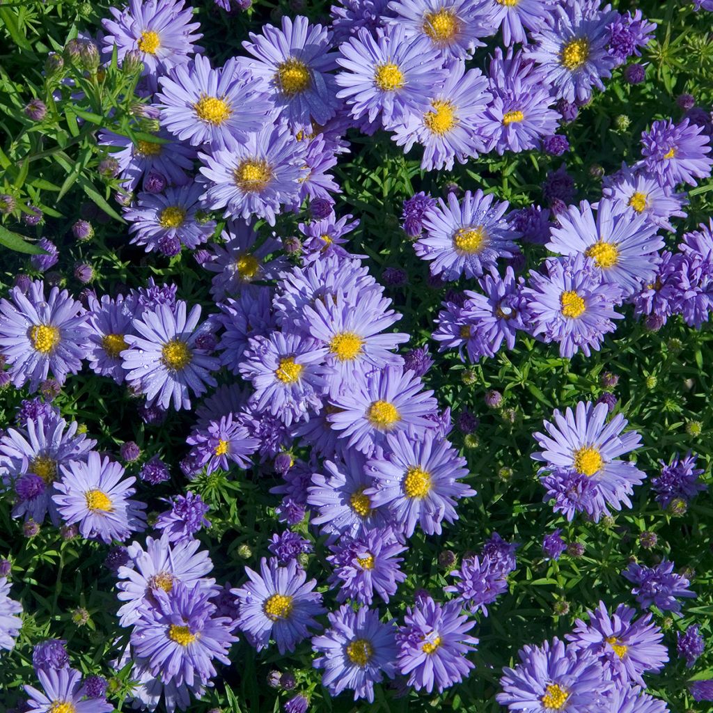 Aster novi-belgii Audrey - Nieuw-Nederlandse aster