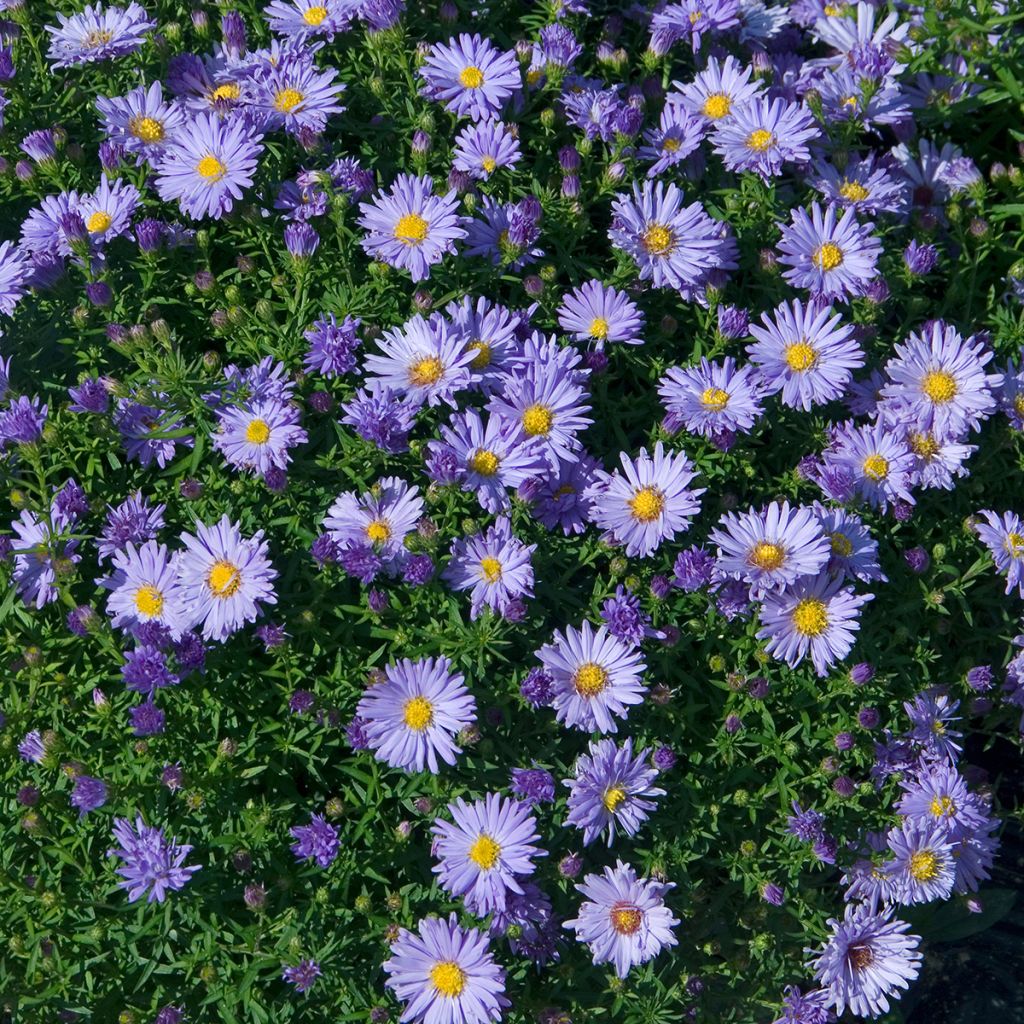 Aster novi-belgii Audrey - Nieuw-Nederlandse aster