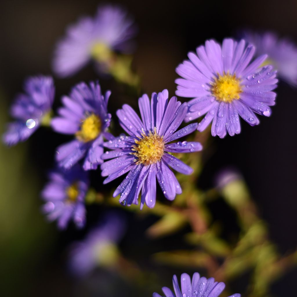 Aster novi-belgii Dauerblau - Nieuw-Nederlandse aster