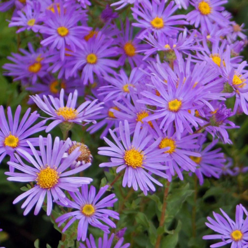 Aster novi-belgii Eventide - Nieuw-Nederlandse aster