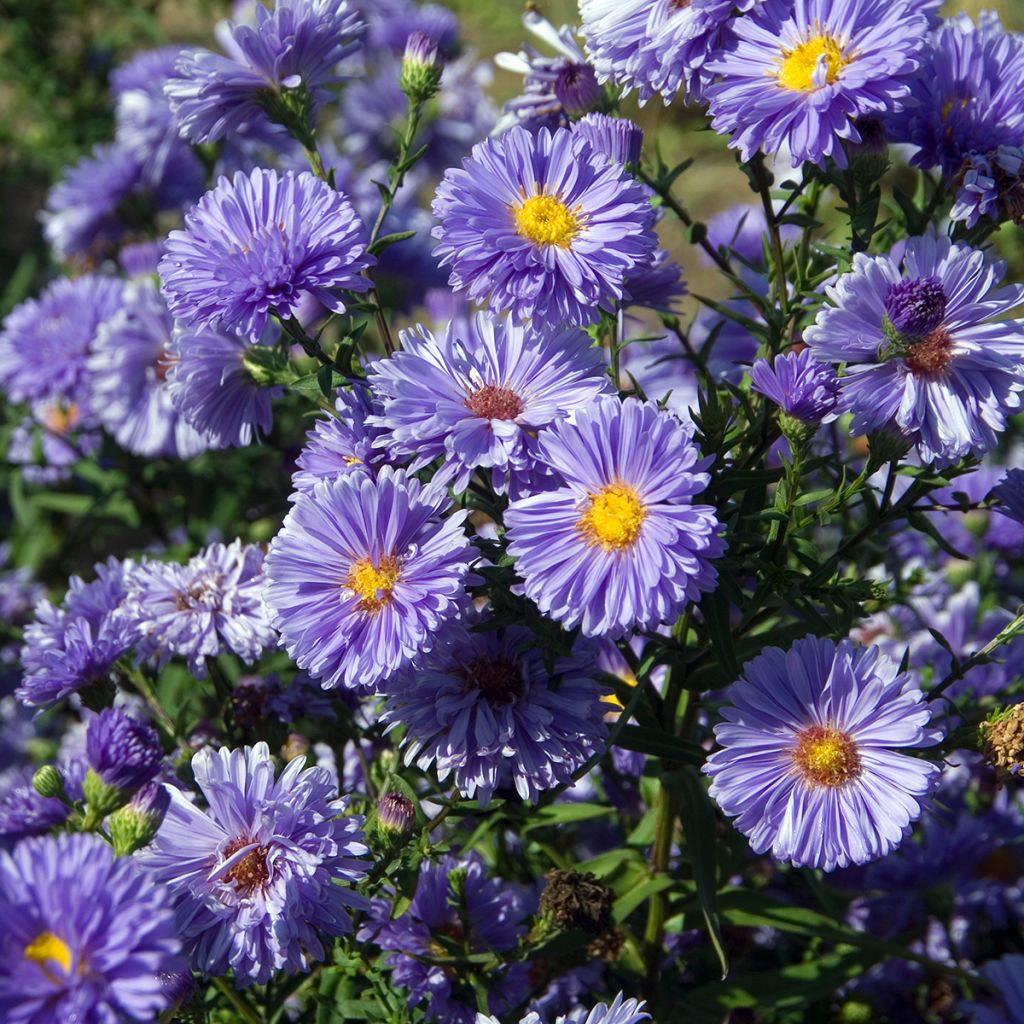 Aster novi-belgii Marie Ballard - Nieuw-Nederlandse aster