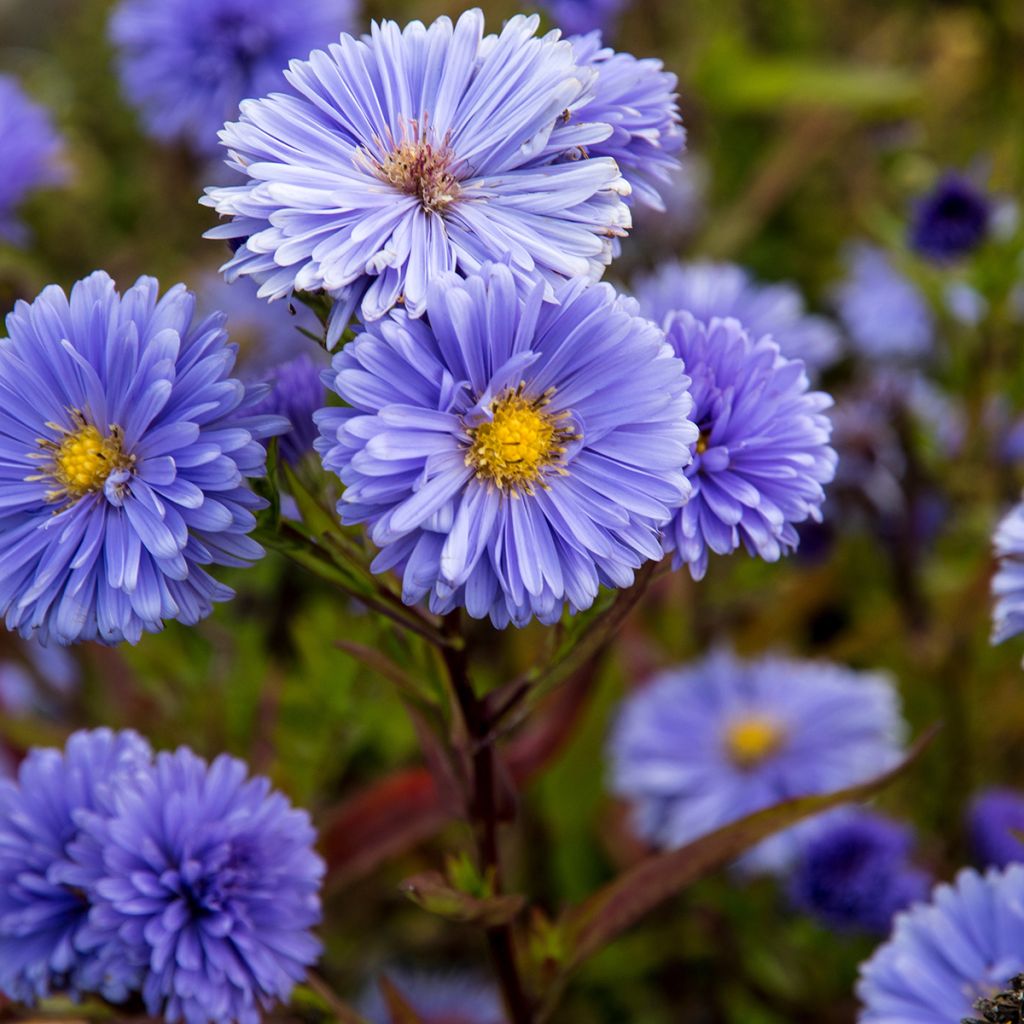 Aster novi-belgii Marie Ballard - Nieuw-Nederlandse aster