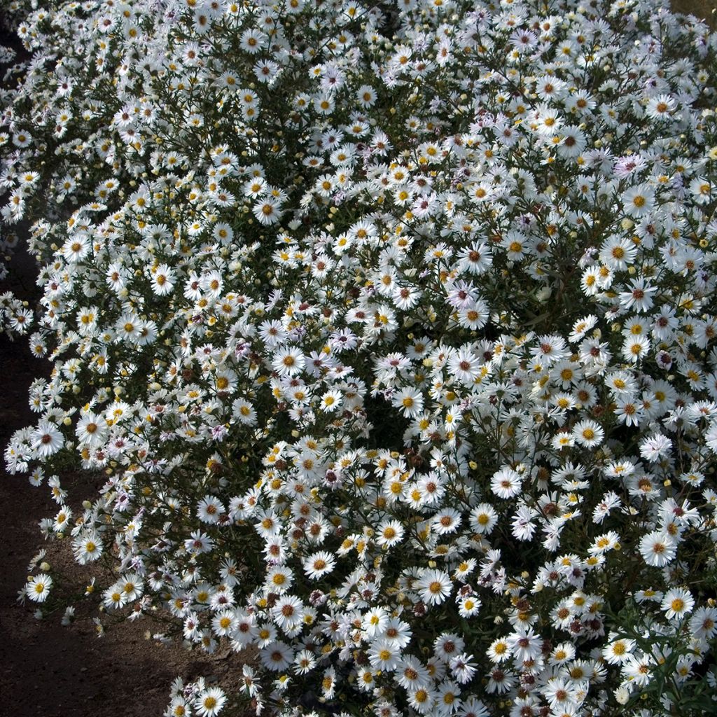 Aster novi-belgii White Lady - Nieuw-Nederlandse aster