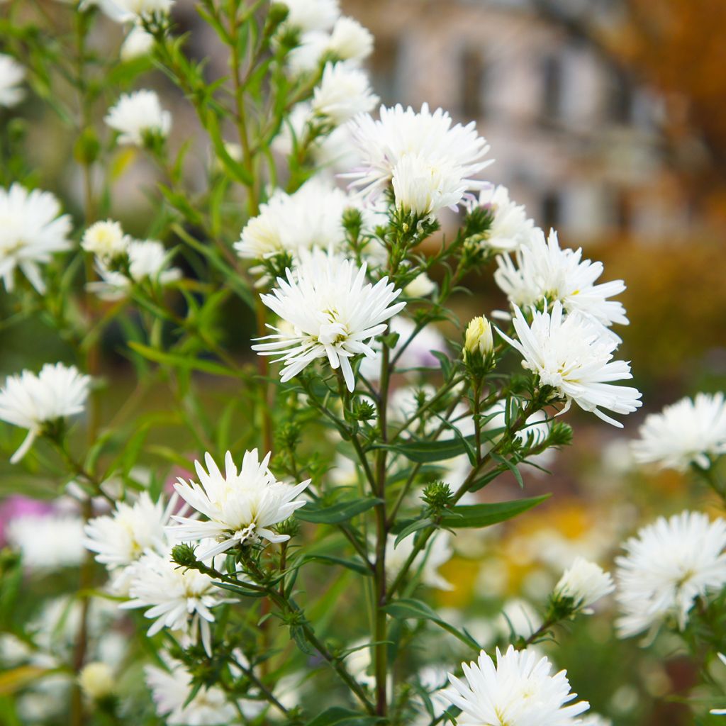 Aster novi-belgii White Lady - Nieuw-Nederlandse aster