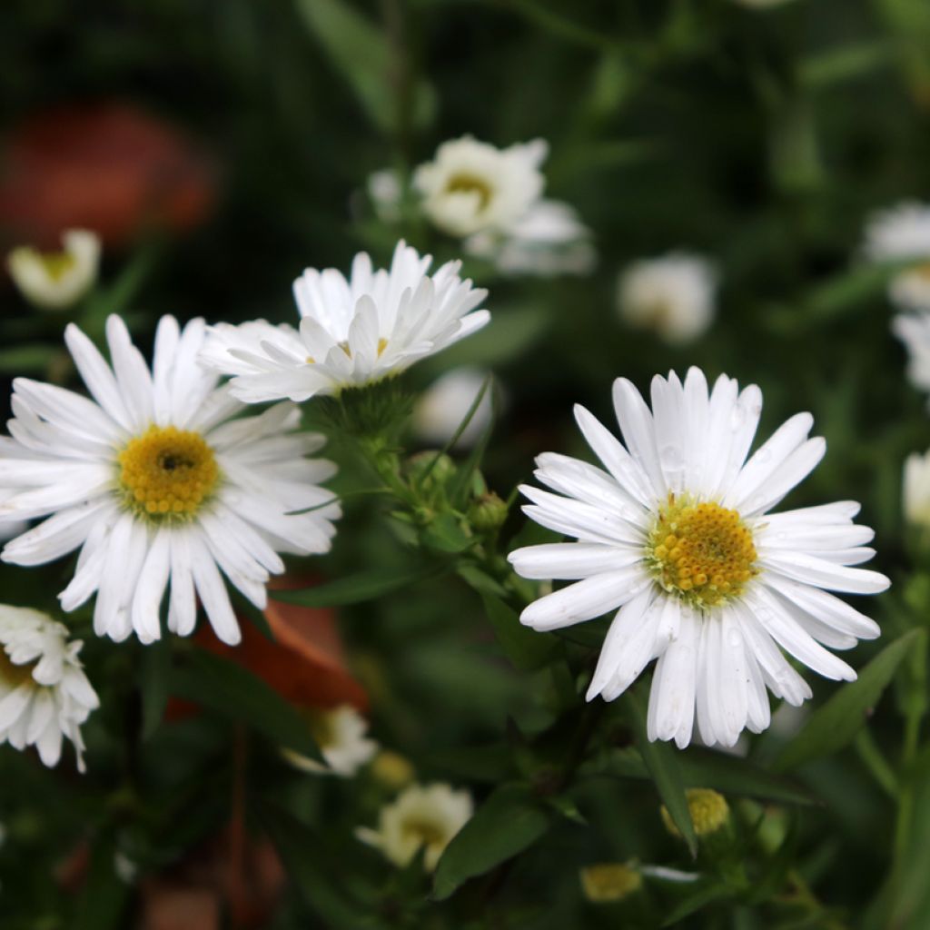 Aster novi-belgii White Lady - Nieuw-Nederlandse aster
