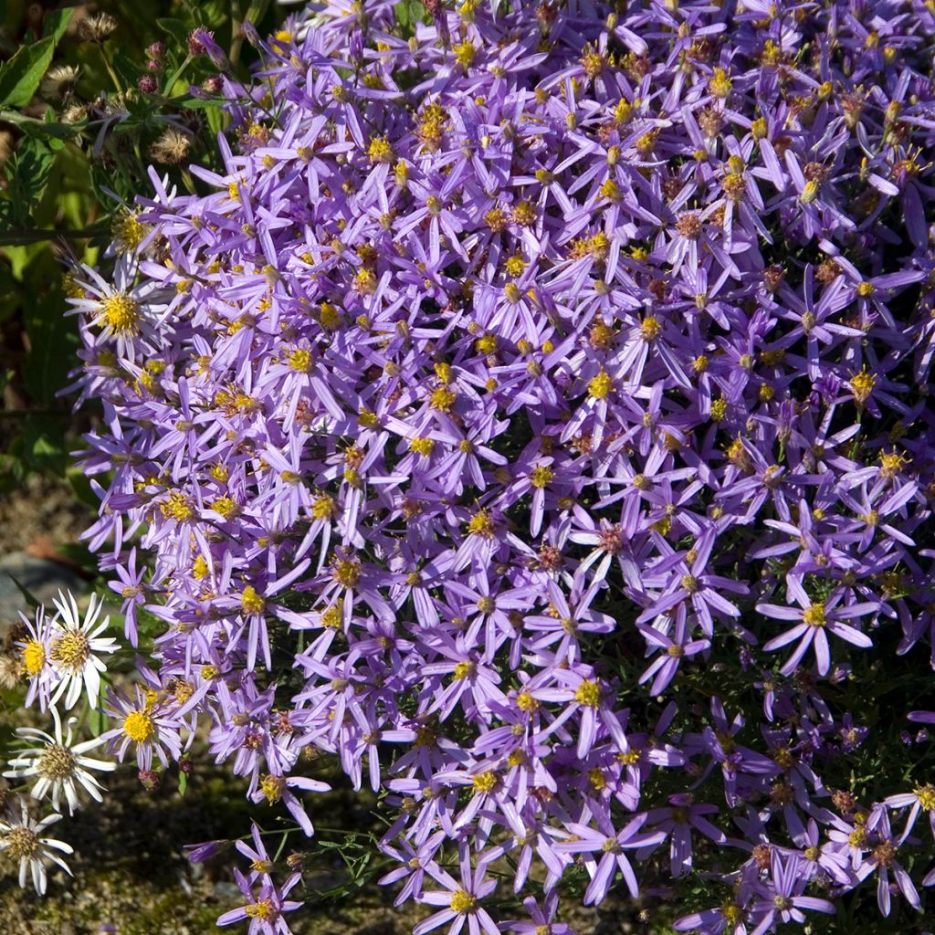 Aster sedifolius Nanus - Herfstaster
