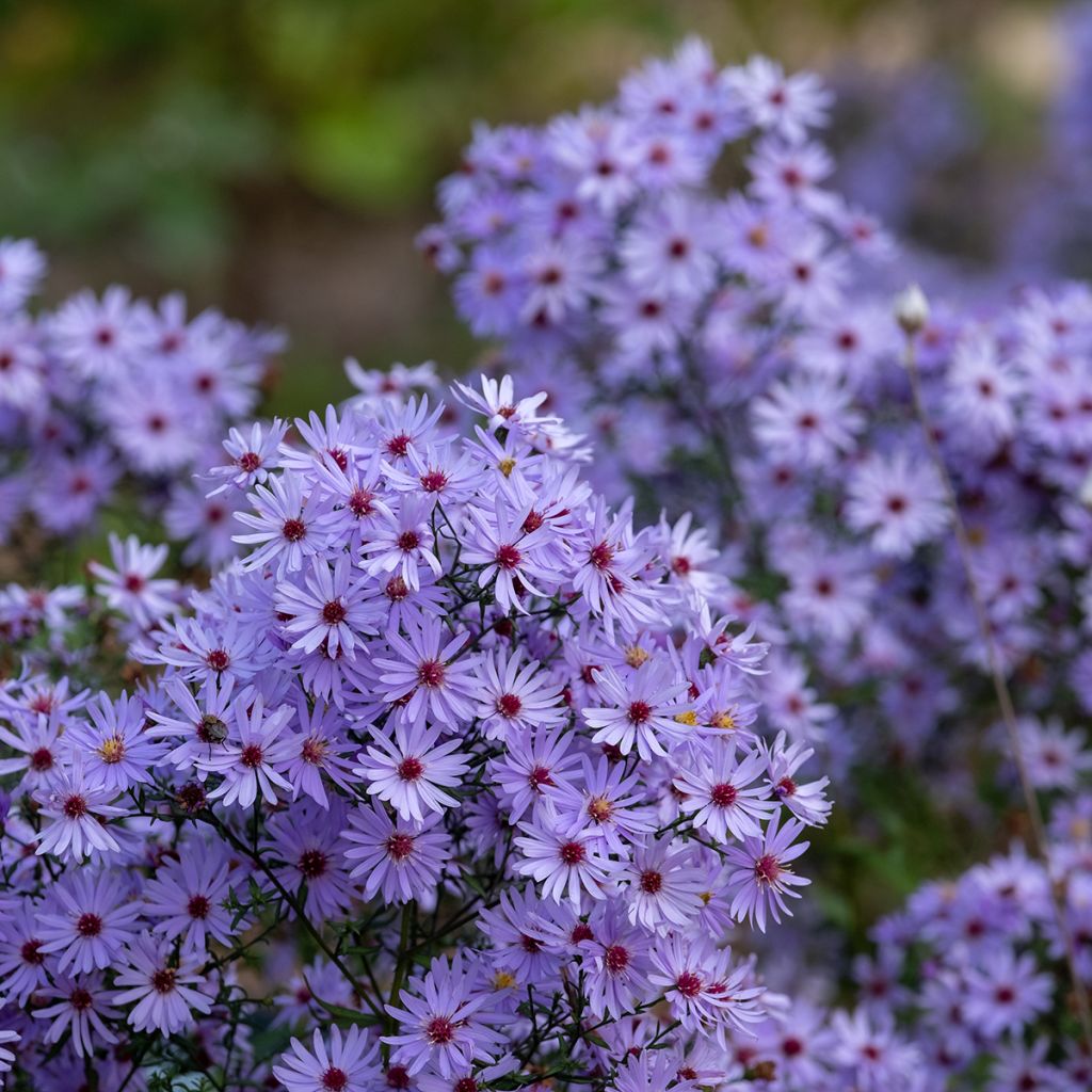 Aster tataricus Jindai - Siberische herfstaster