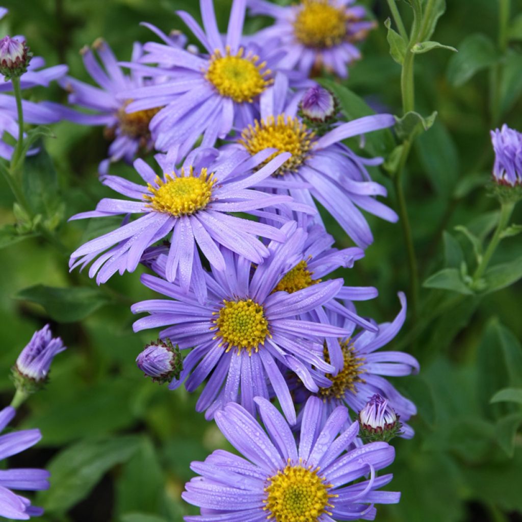 Aster thomsonii Nanus - Herfstaster