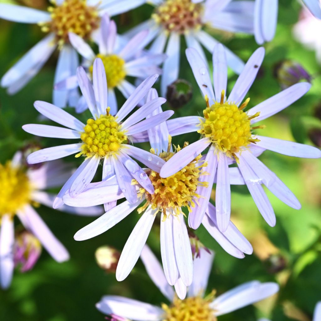 Aster ageratoides Adustus Nanus - Japanse dwergaster