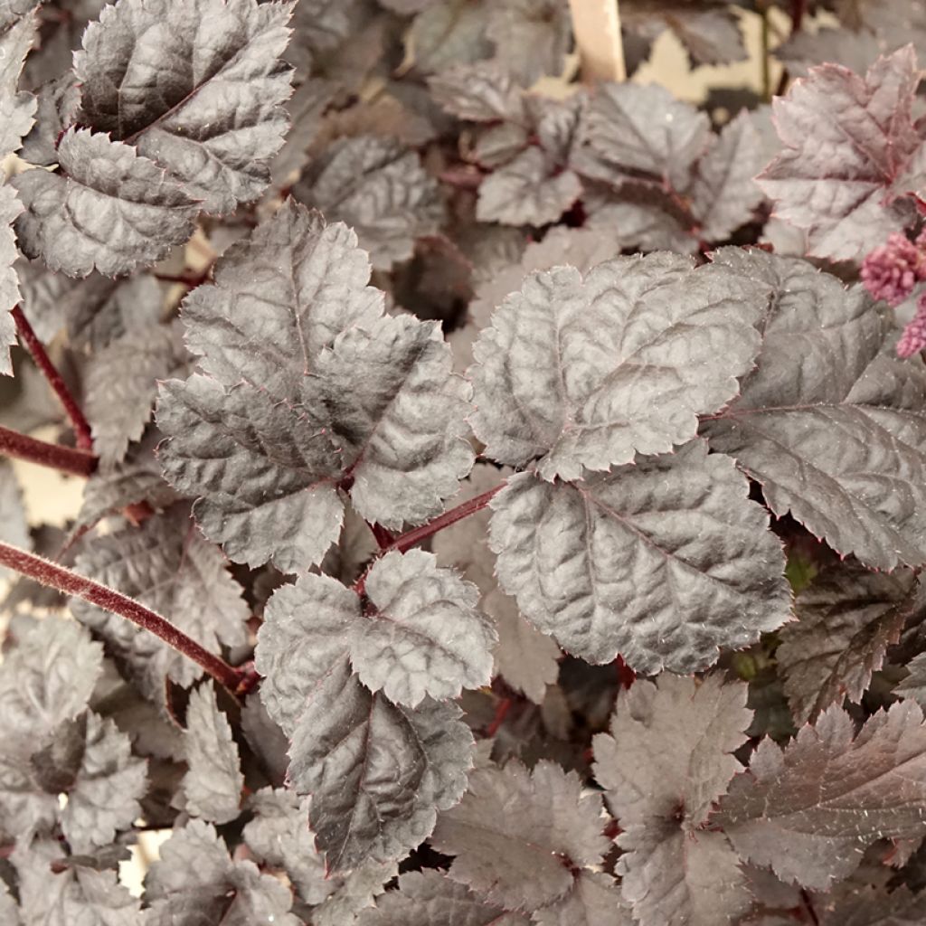 Astilbe Darkside Of The Moon - Pluimspirea