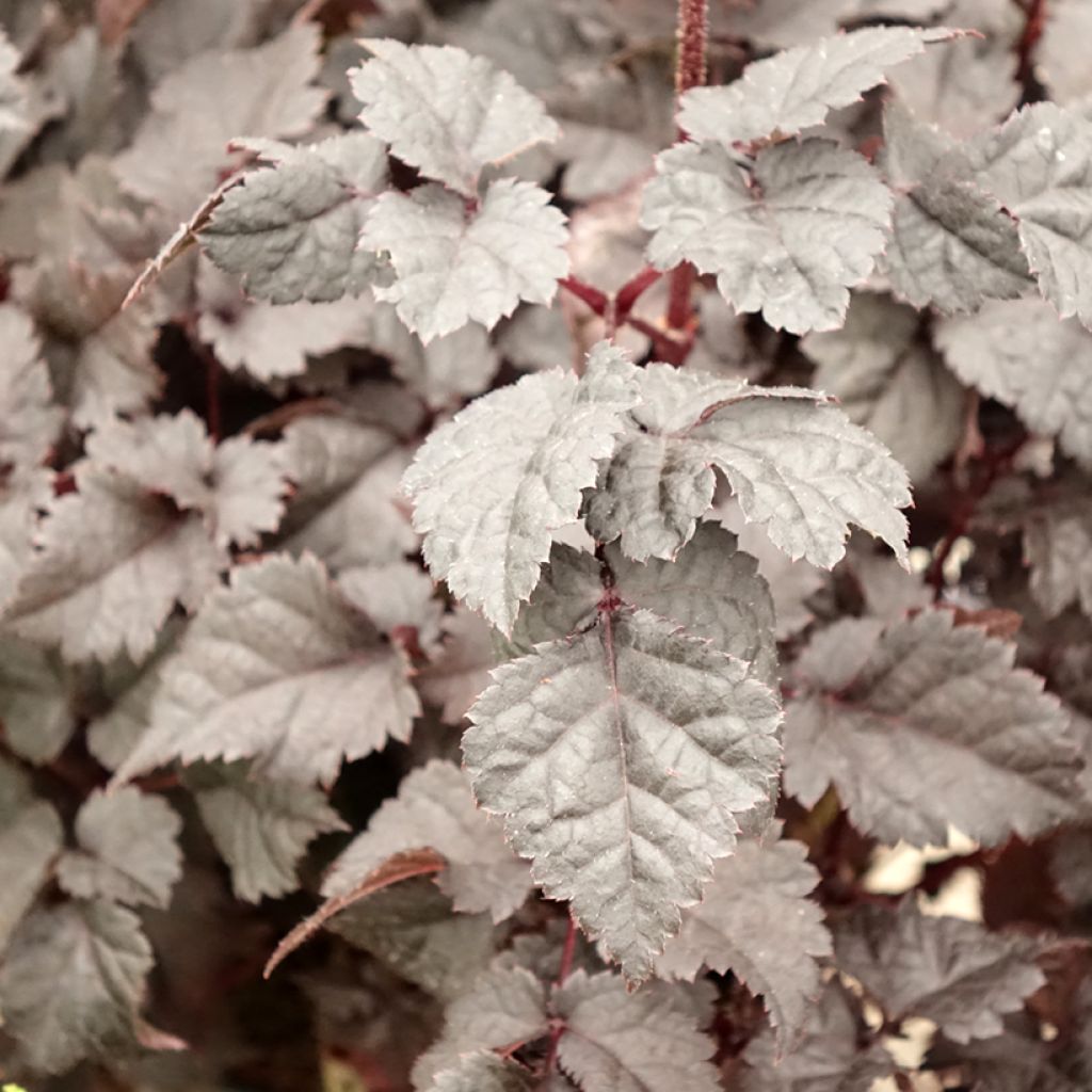 Astilbe Darkside Of The Moon - Pluimspirea
