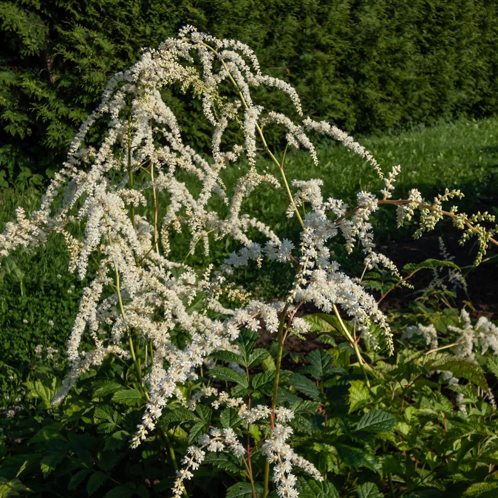 Astilbe thunbergii Professor van der Wielen - Pluimspirea
