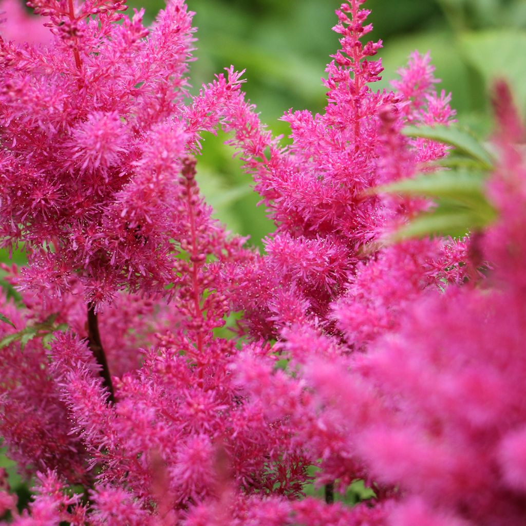 Astilbe Vision in Pink - Pluimspirea