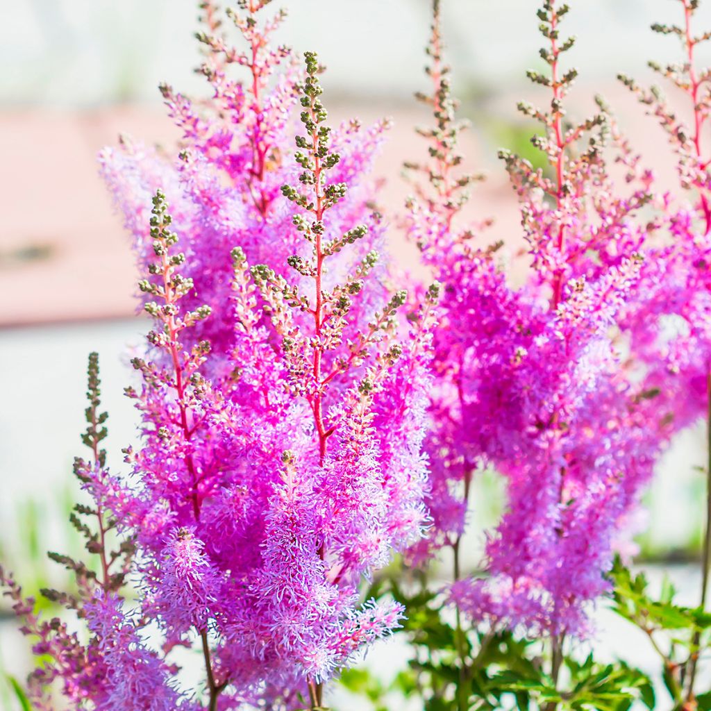 Astilbe arendsii Amethyst - Pluimspirea