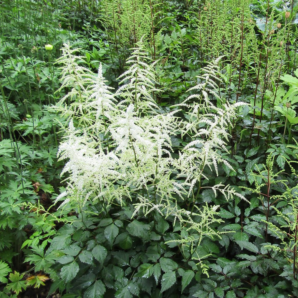 Astilbe arendsii Cappuccino - Pluimspirea