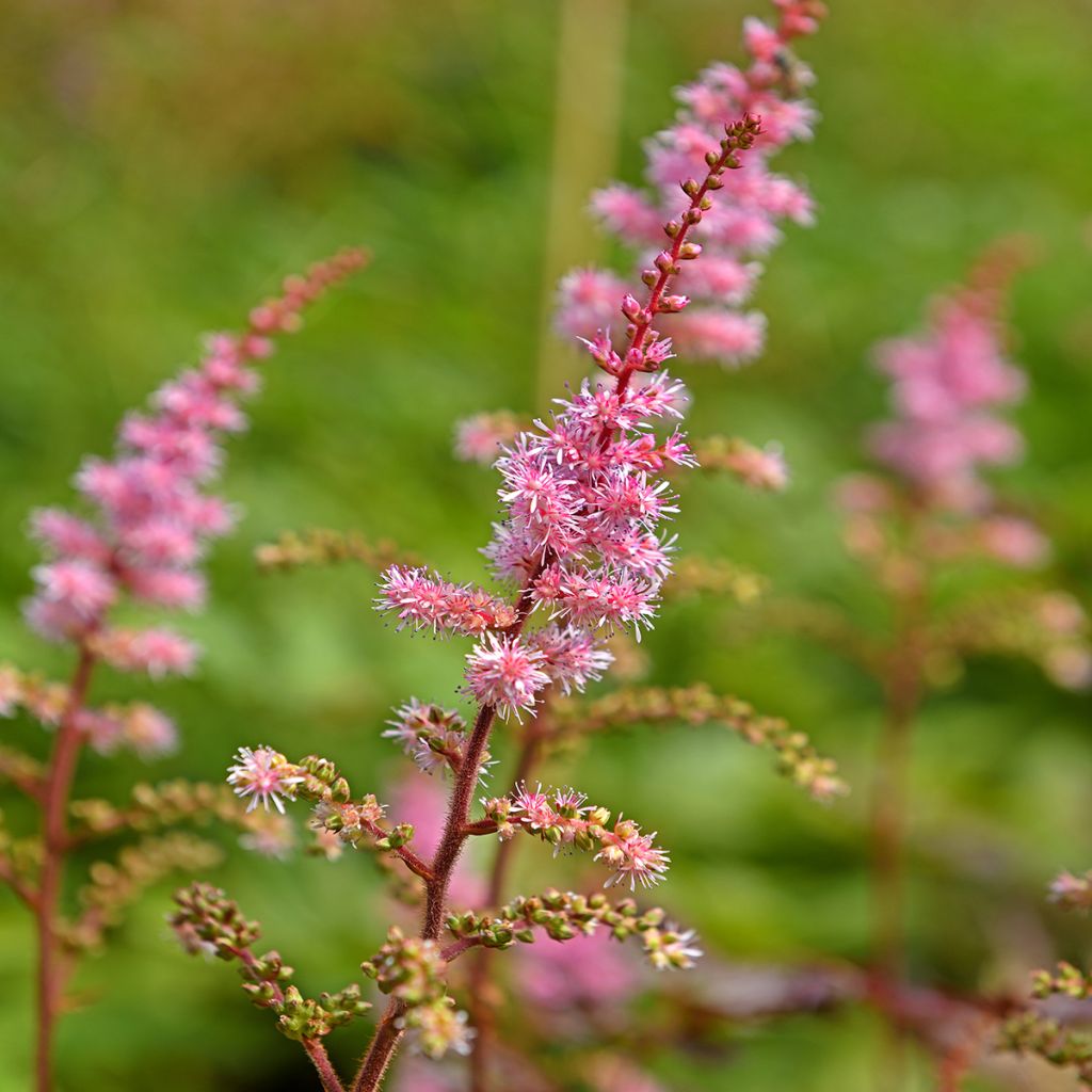 Astilbe japonica Delft Lace - Pluimspirea