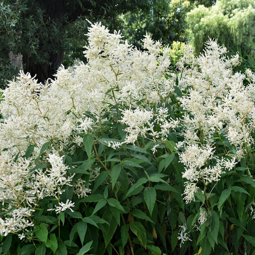 Astilbe japonica Deutschland - Pluimspirea