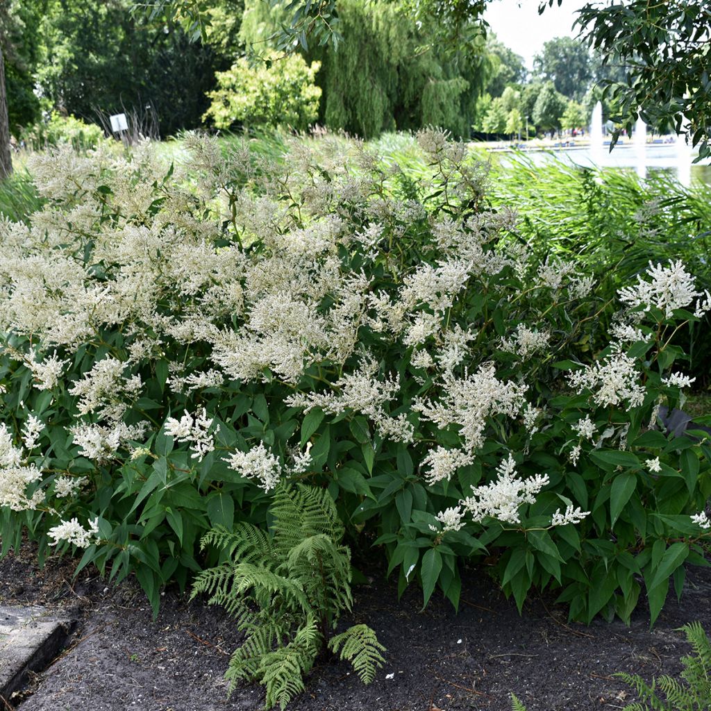 Astilbe japonica Deutschland - Pluimspirea