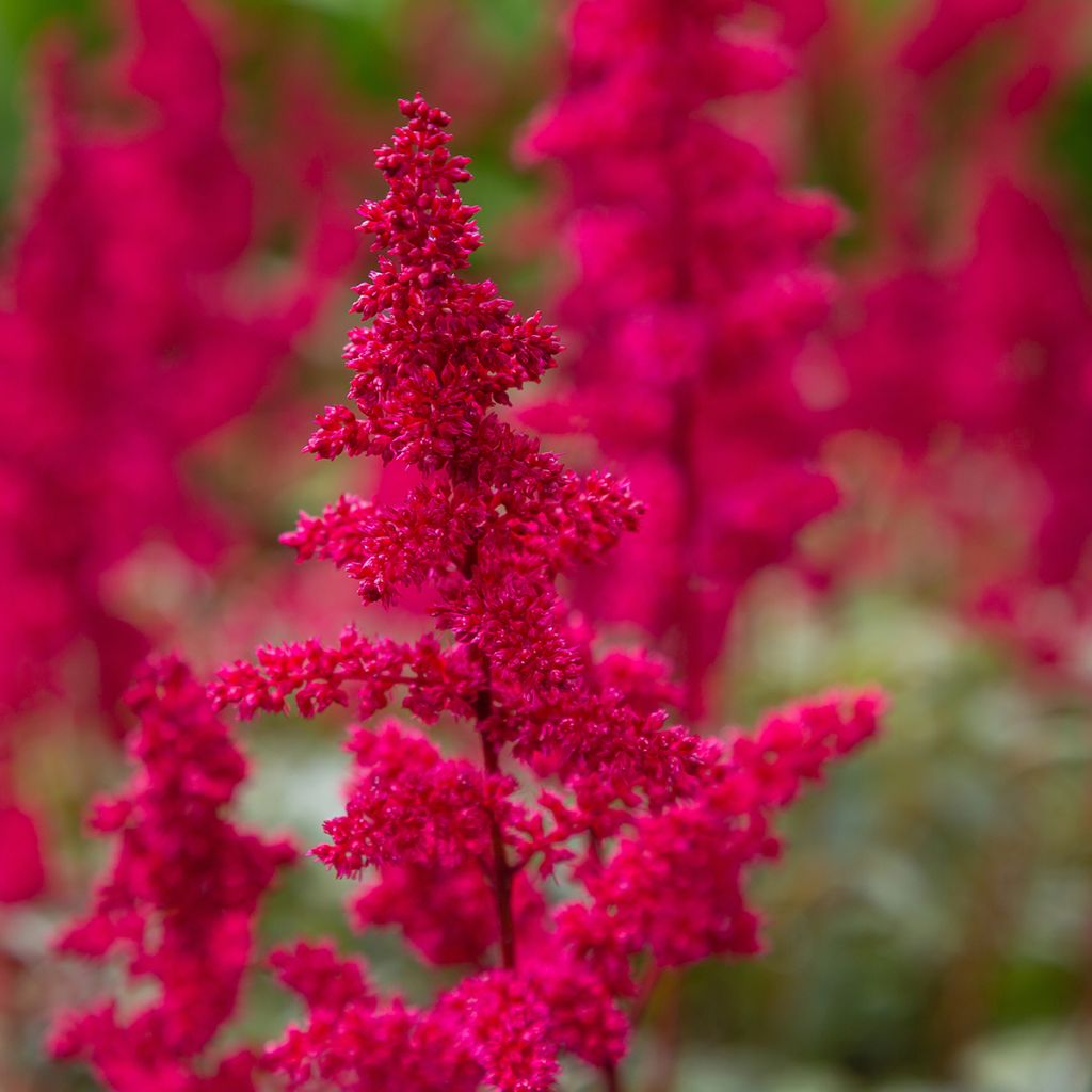 Astilbe japonica Red Sentinel - Pluimspirea