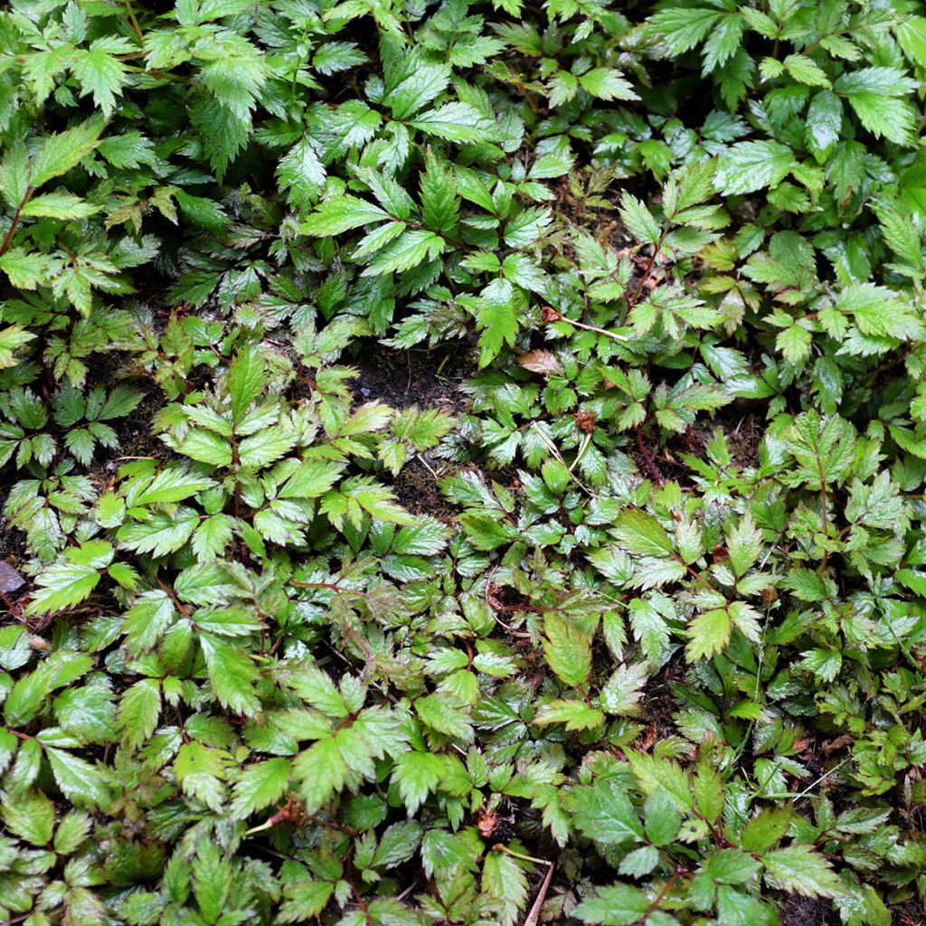 Astilbe simplicifolia Hennie Graafland - Pluimspirea