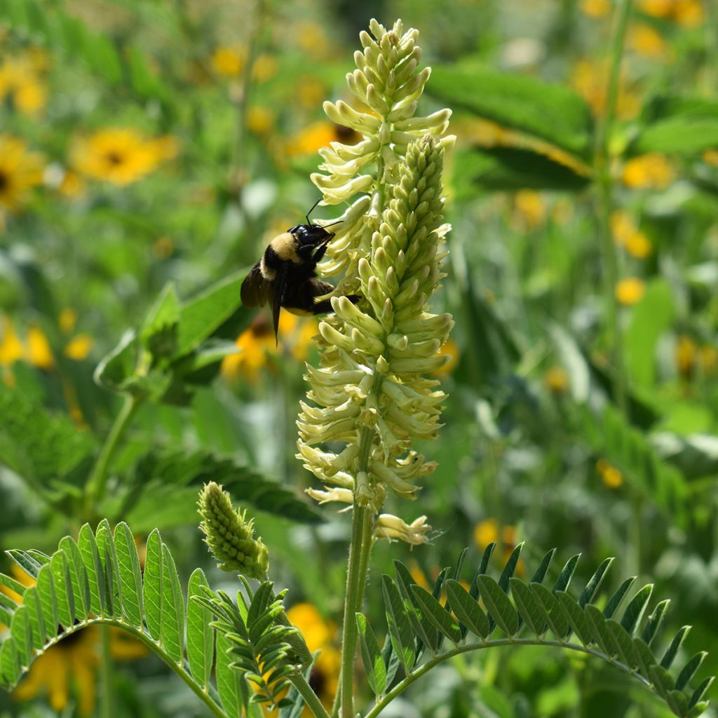 Astragalus canadensis - Astragale van Canada