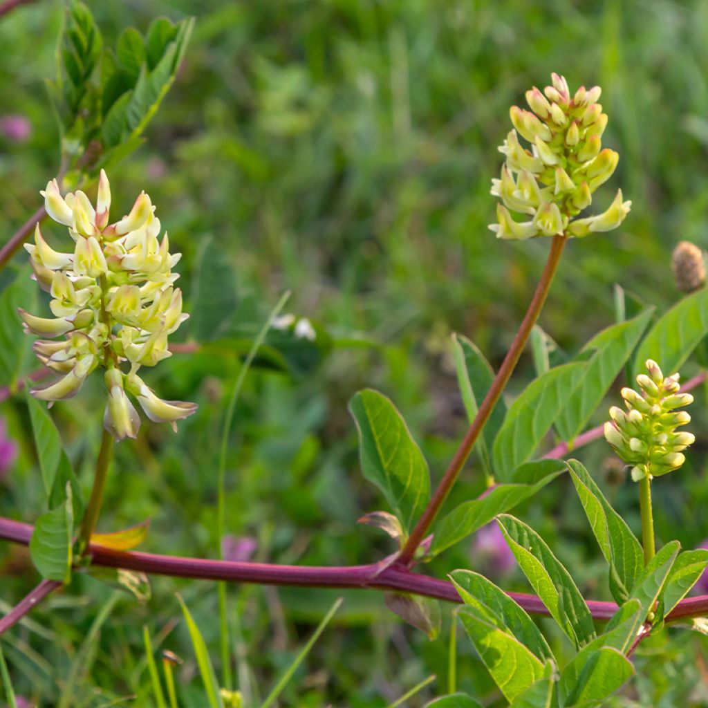 Astragalus glycyphyllos - Hokjespeul