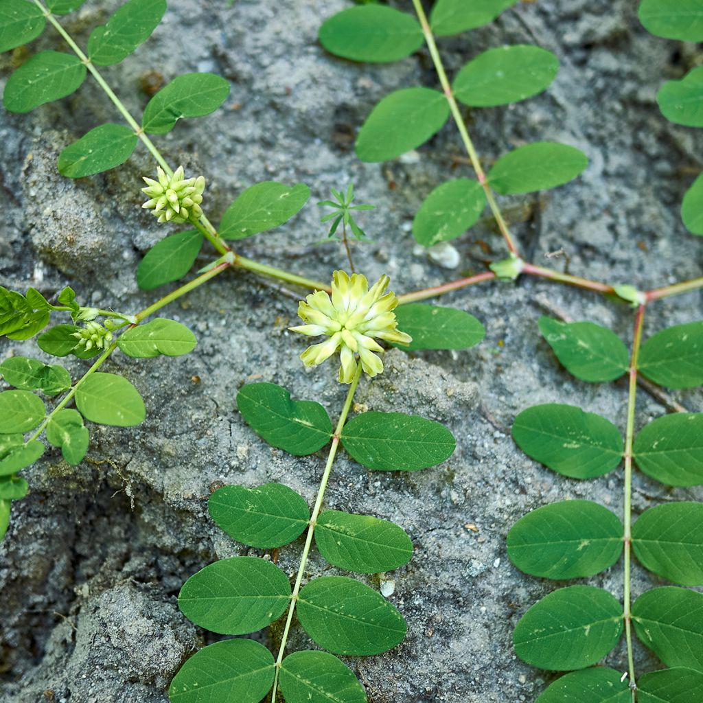 Astragalus glycyphyllos - Hokjespeul