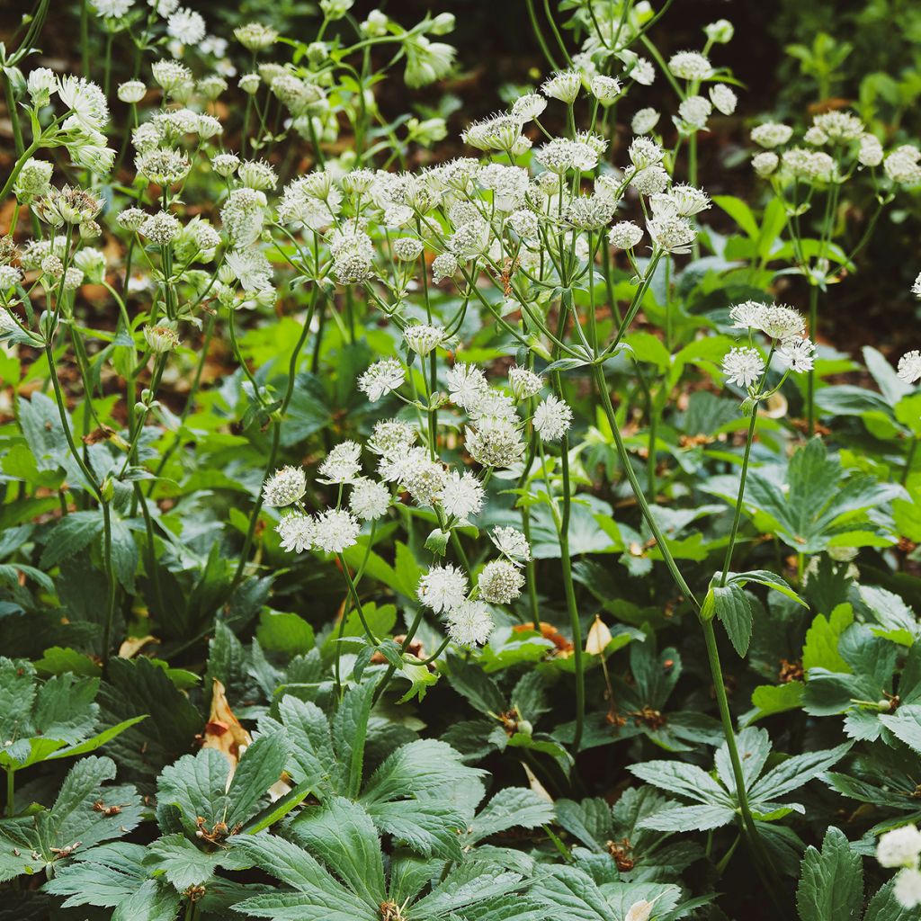 Astrantia major Alba - Zeeuws knoopje