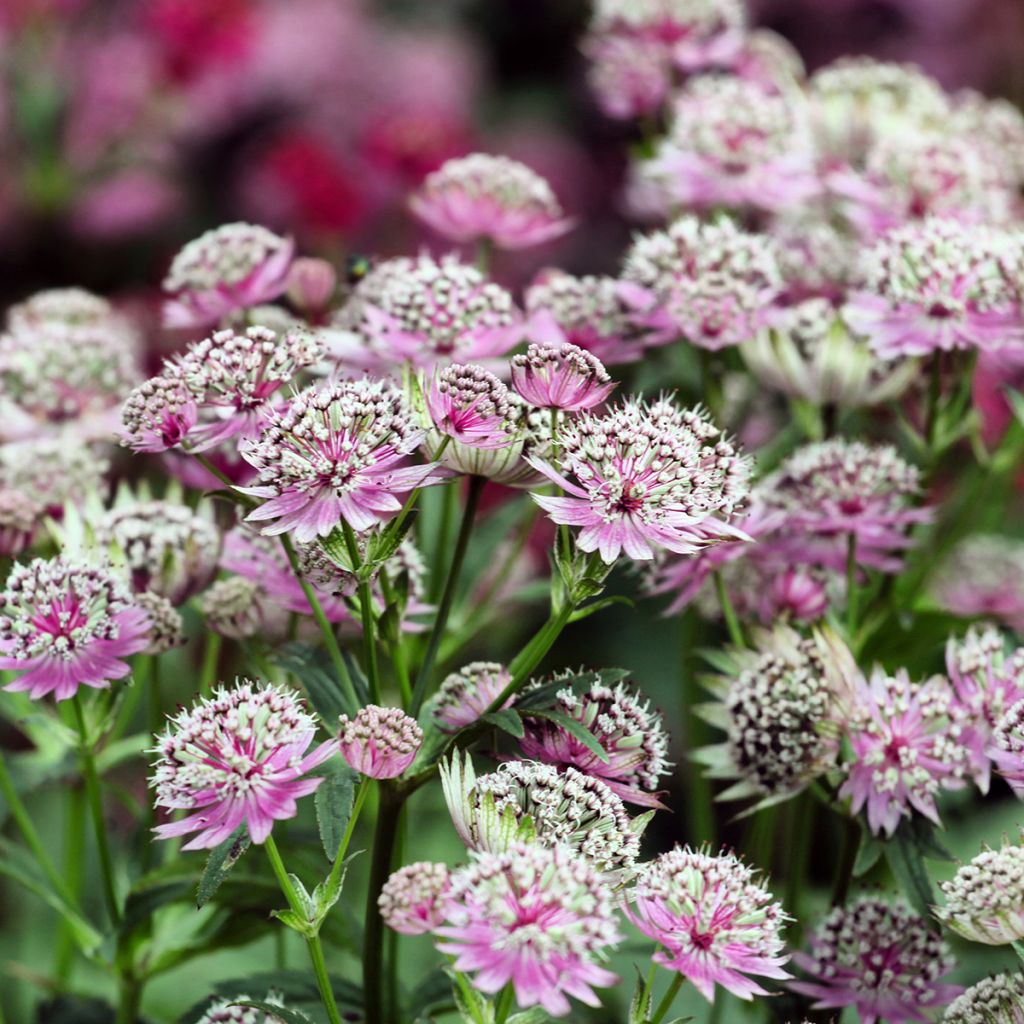 Astrantia major Buckland - Zeeuws knoopje
