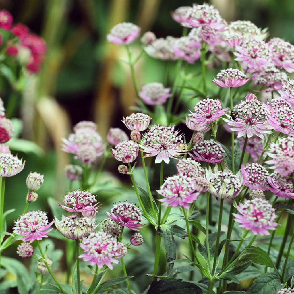 Astrantia major Buckland - Zeeuws knoopje