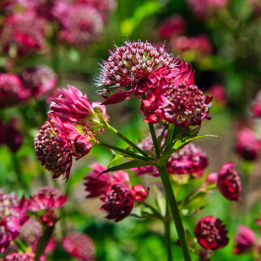 Astrantia major Lars - Zeeuws knoopje