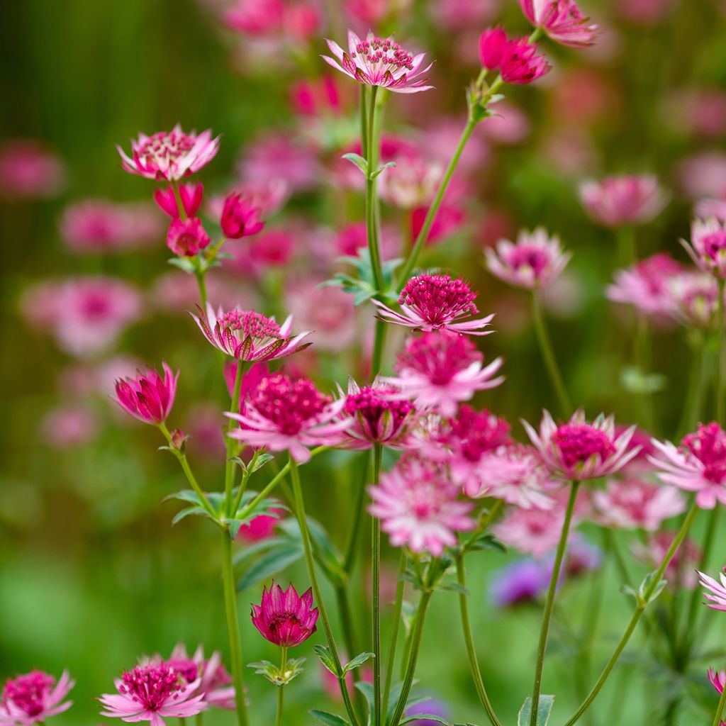 Astrantia major Lars - Zeeuws knoopje