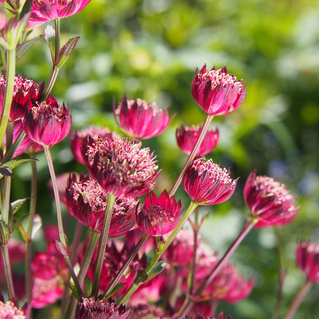 Astrantia major Moulin Rouge - Zeeuws knoopje