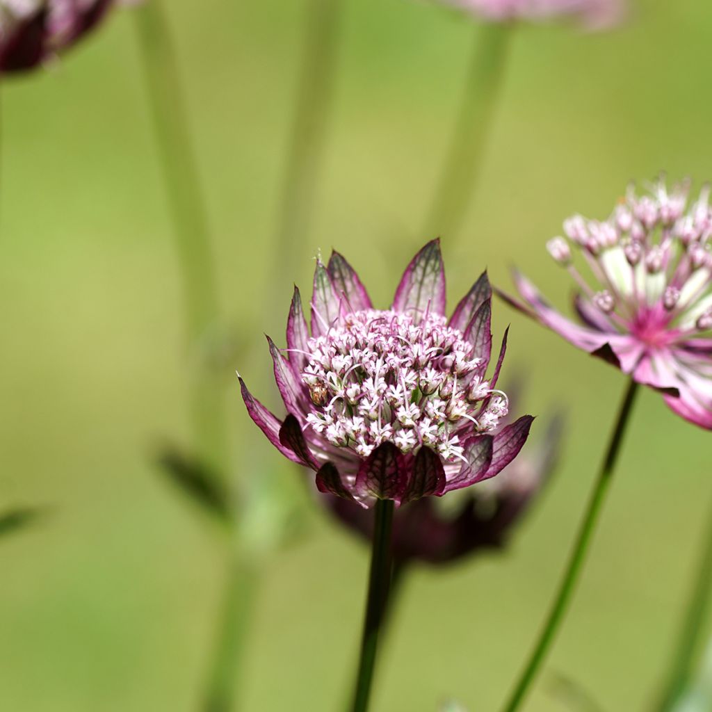 Astrantia major Primadonna - Zeeuws knoopje
