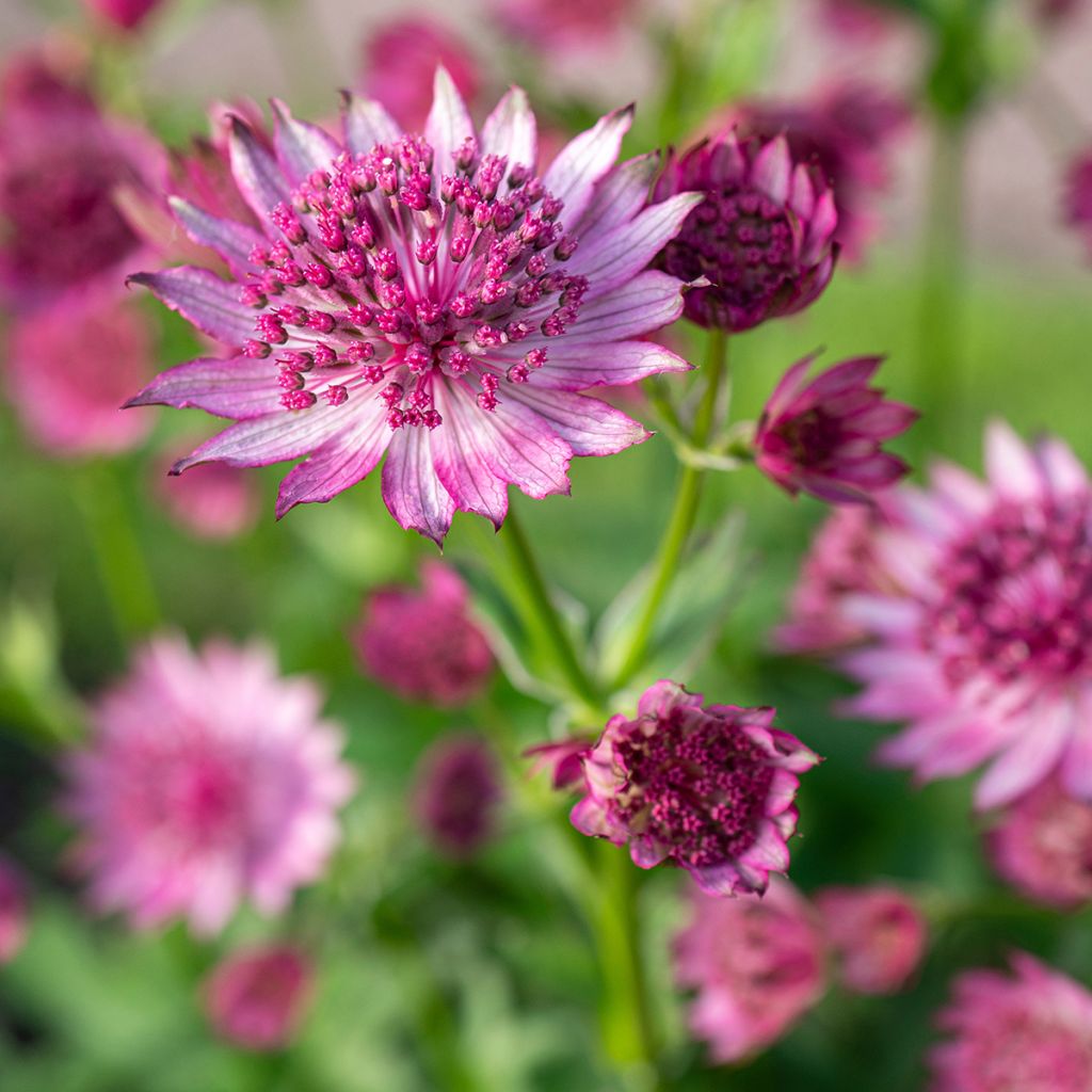 Astrantia major Roma - Zeeuws knoopje